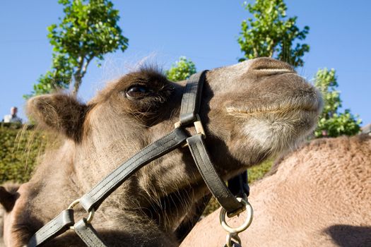 Detail of a camel head over blue sky