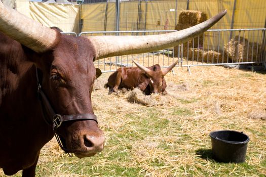 Watussi buffalo, animal living in Africa