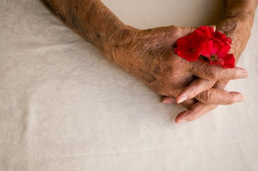 elderly hands folded holding pansy flower over white background