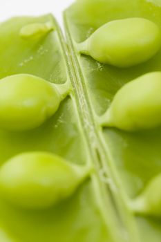 close-up fo opened green bean pod with selective focus