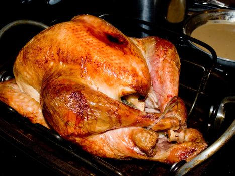 Fresh roasted Thanksgiving turkey in a roasting pan.