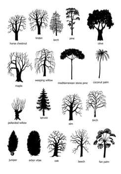 black and white forms of the most common trees