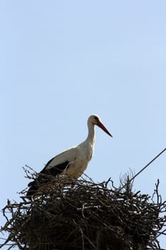 stork