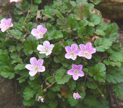 saxifraga
