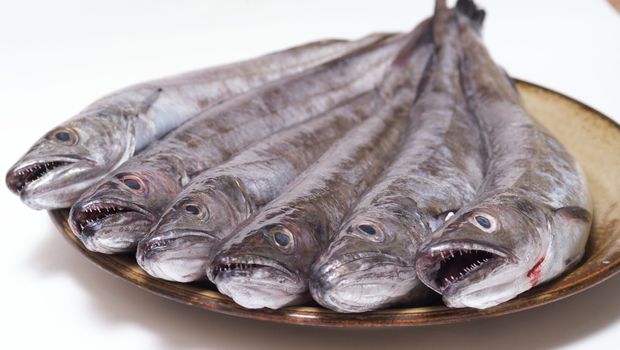 Hake fish seafood
