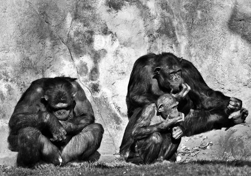 chimpanzees  family on a zoo