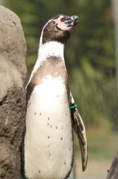 Cute penguin in a zoo