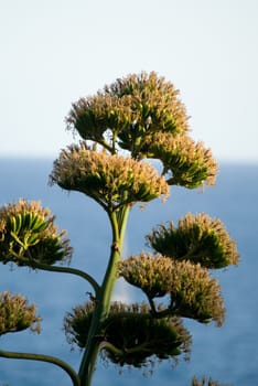 Century plant in a village of costa brava, sea on background