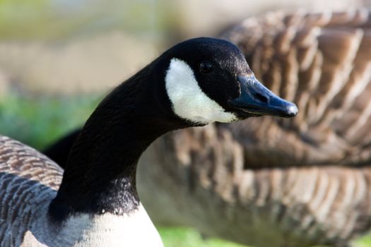 Canada- or Canadian goose - horizontal image close up of head