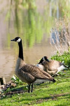 Couple of Canada-  or Canadian geese at the waterside feeding with grass - vertical