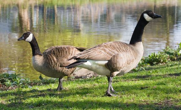 Couple of Canada-  or Canadian geese at the waterside feeding with grass - horizontal