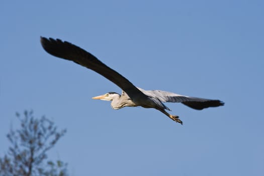 Grey heron in flight with blue sky background