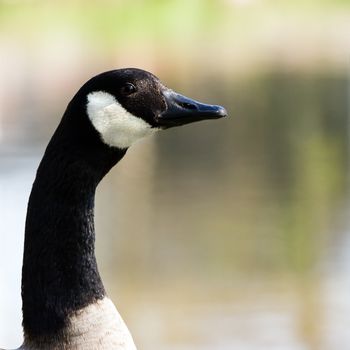 Head and neck of Canada- or Canadian goose with water in background - square cropped