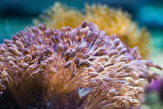 Sea anemones are predatory sea animals, they look like a flower