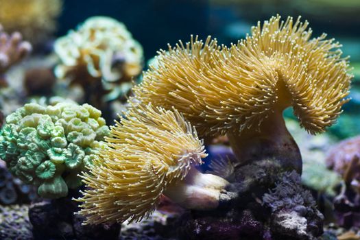 Sea anemones are predatory sea animals, they look like a flower