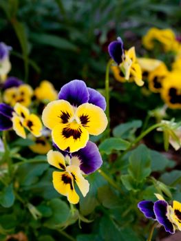 Purple and Yellow Flowers