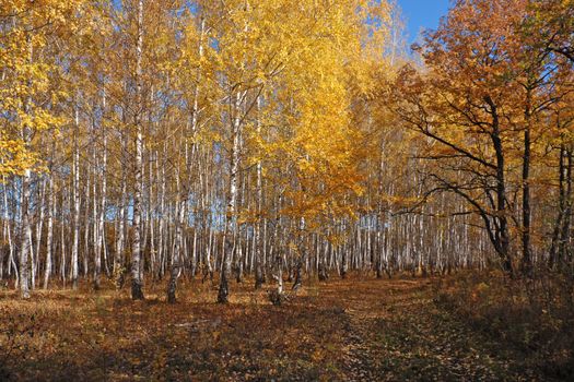 The Footpath in the Autumn Birch Grove