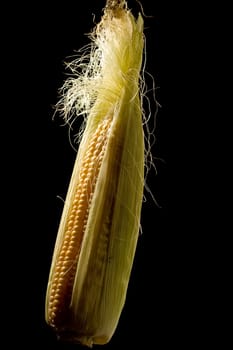vegetable serias: golden corn over black background