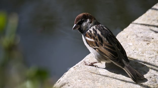 Mediterranean male house sparrow