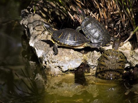 Turtles basking in sunlight   