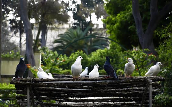 Mediterranean pigeon roost