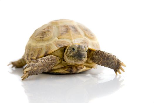 A picture of a turtle on white background