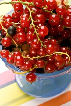 still life with red currant on the bow