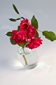 bouquet of red rose on the vase