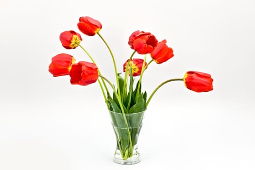 bouquet of red tulips on the vase