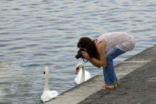 A young woman, beside a lake, photographs the swans. 