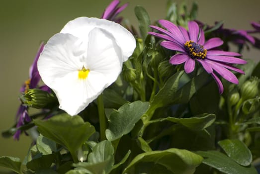 Summer flowers in the sunlight