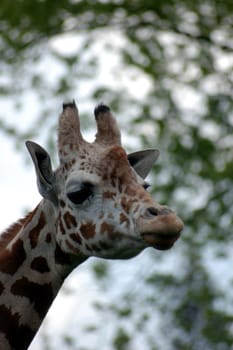 giraffe's head on the background