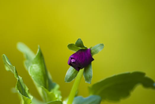 summer flower in the sunlight