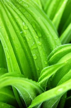 water drops on young green leaves