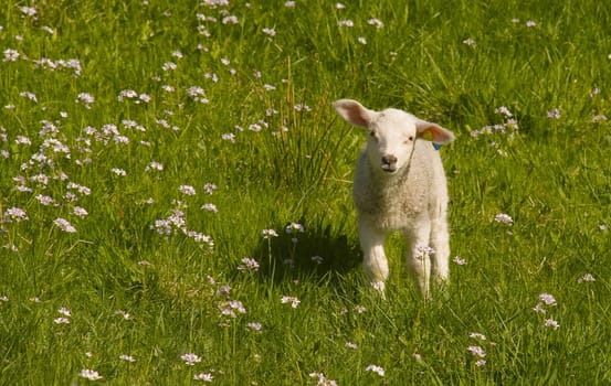 New born lamb