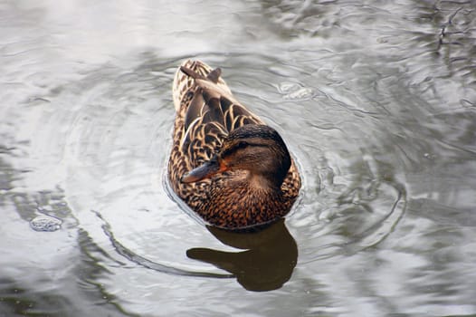 swimming duck on the lake