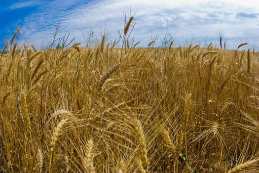 agriculture serias: view of a wheat golden field