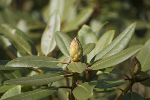 Rhododendron