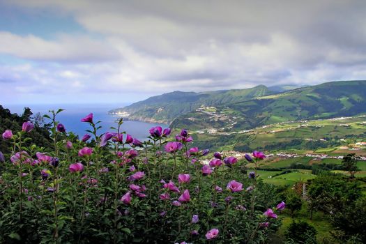 Azores landscape beautiful with flowers