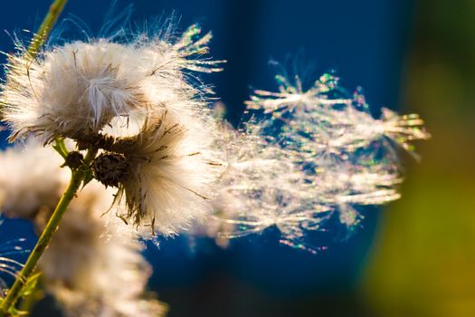 nature serias: some dandelion seeds fly away