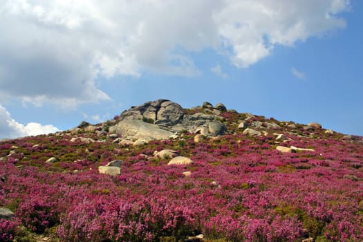 mountain spring landscape with flowers