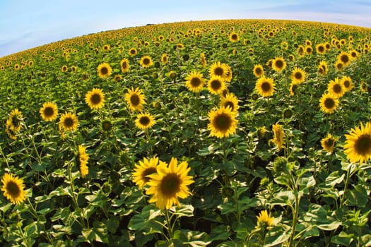 meadow of yellow sunflower background, agriculture subject