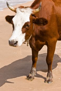 A red and white milk cow on the beach