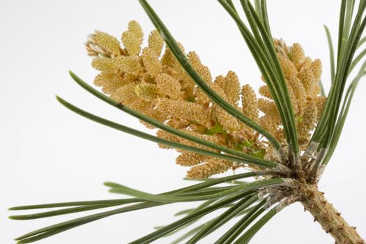 White pine tree male flower pollinating, white background.