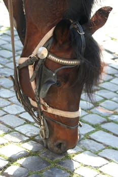 Horse in a old town