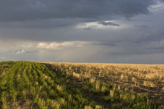 wheat field after harvest and a stormy sky near Colorado foothills