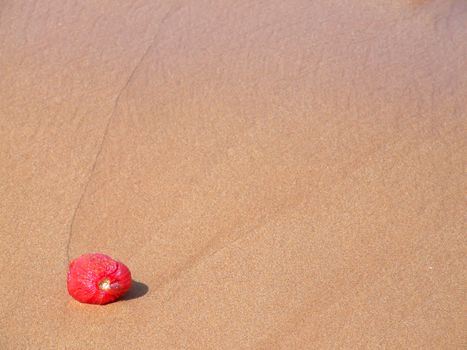 Wrinkled and dried tomato an a sandy beach