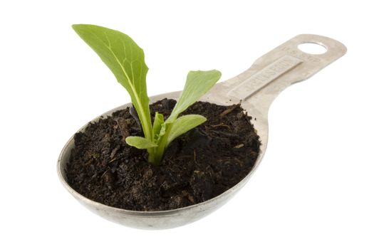 new plant of lettuce growing on a measuring tablespoon isolated on white, clipping path included