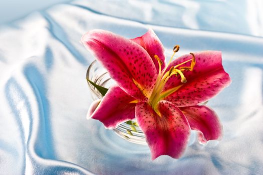 macro picture of pink lily, romantic mood