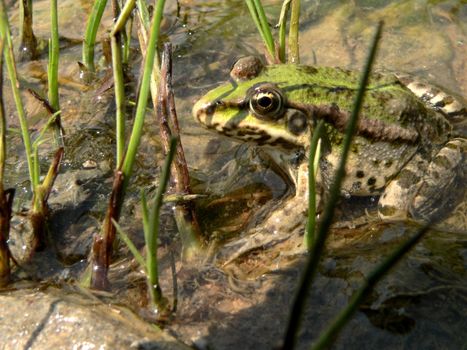 Frog on marsh